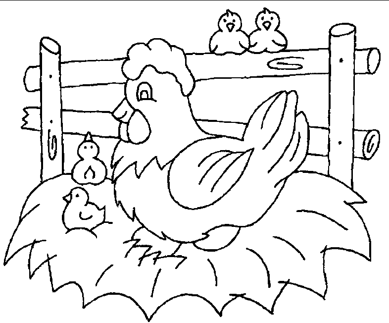 Chicken Coloring Pages Family Chicken in Farm| Animal Coloring Pages