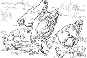Chicken Coloring Pages Farm Family Chicken| Animal Coloring Pages