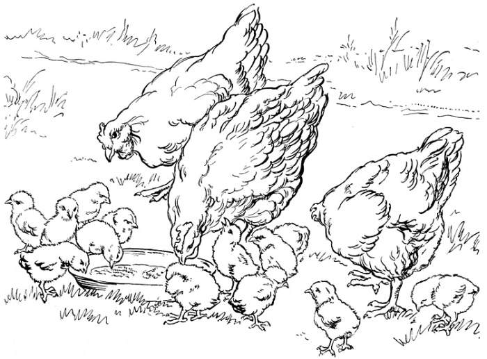  Chicken Coloring Pages Farm Family Chicken| Animal Coloring Pages