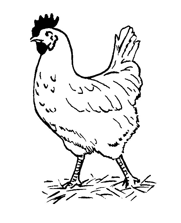 Chicken Coloring Pages Rooster Farm| Animal Coloring Pages