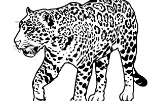 Jaguar Kids Coloring Sheets