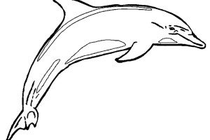 Dad Dolphin Animal Coloring Pages