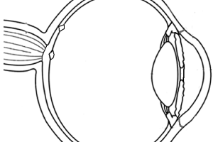 Dissection Eye Preschool Coloring Pages for Kids