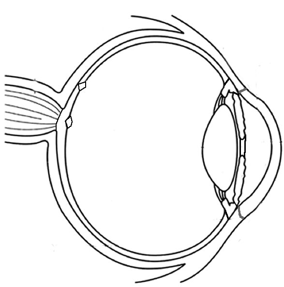  Dissection Eye Preschool Coloring Pages for Kids