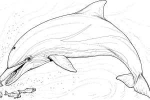 Eat Dolphin Animal Coloring Pages