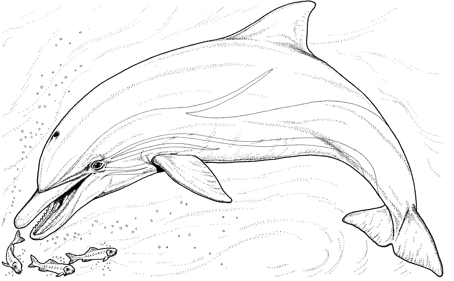  Eat Dolphin Animal Coloring Pages