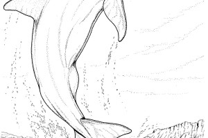 Mother Dolphin Animal Coloring Pages