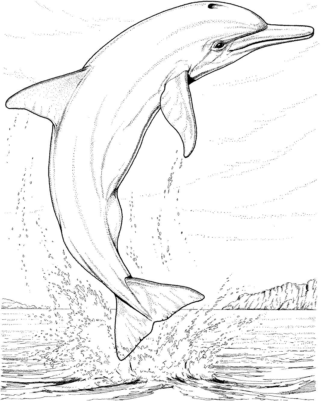  Mother Dolphin Animal Coloring Pages