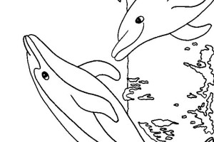 Two Dolphin Animal Coloring Pages