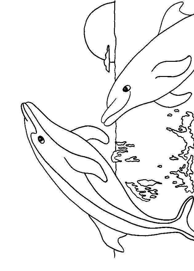  Two Dolphin Animal Coloring Pages